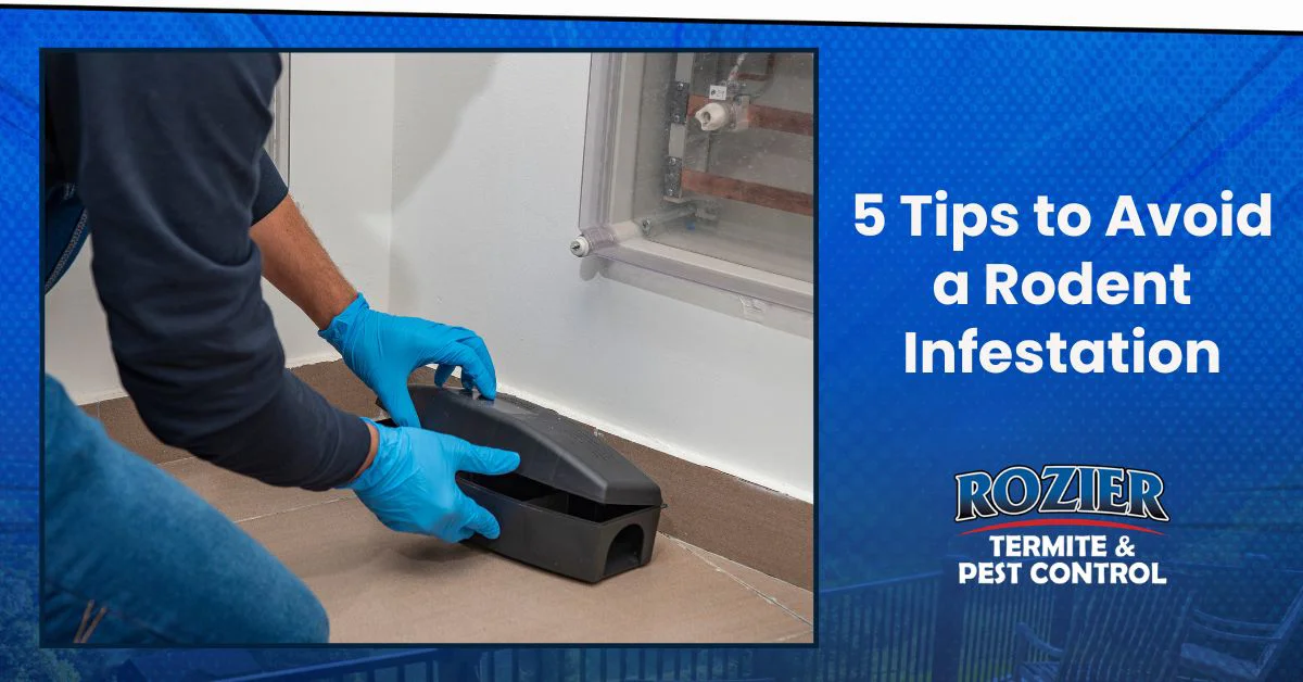5 Tips to Avoid a Rodent Infestation