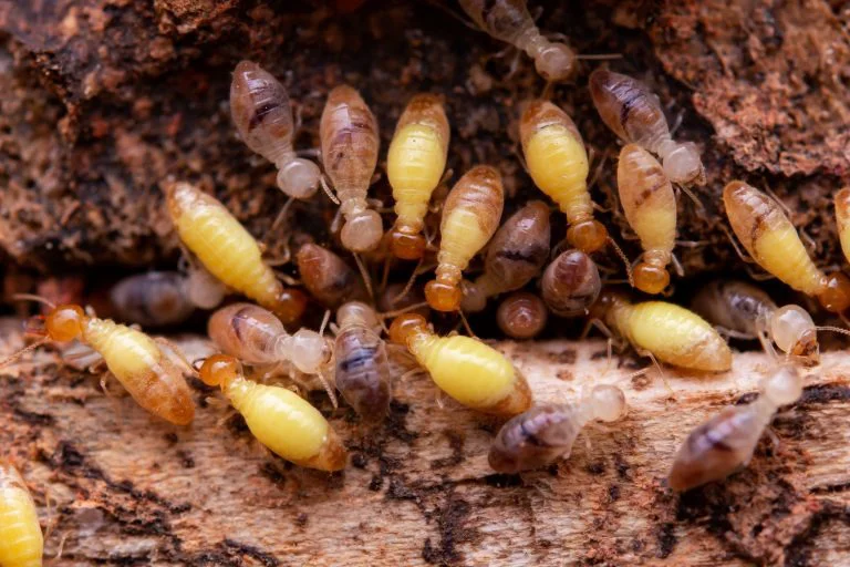 Termite Damage in Virginia: How to Spot It Early and Stop It Fast