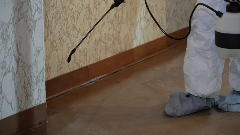 Termite Protection: How to Be Proactive With a Pest Control Company